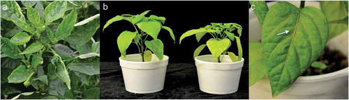 Fig. 1 (Colour online) Symptoms associated with Tomato marchitez virus (ToMarV) in pepper plants. a, Plants from an open field in La Cruz de Elota exhibiting yellow mosaic, upward leaf curling and crinkling; b, Plants of cultivar ‘Orange’ 30 days post-inoculation – (left) mock inoculated plant and (right) infected plant exhibiting leaf yellowing and stunting; c, Leaf pepper plants of cultivar ‘Orange’ 15 dpi showing vein necrosis (white arrow).