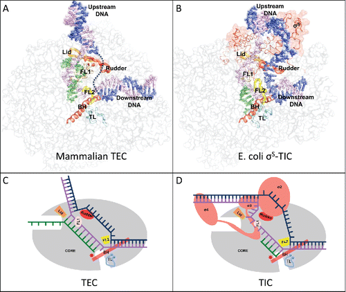 Figure 1. (A) The mammalian transcription elongation complex (TEC)Citation18 and (B) the E. coli sS-transcription initiation complex (sS-TIC)Citation17 with a complete bubble. The nucleic acids are shown as colored spheres: nontemplate strand, blue; template strand, purple; RNA, green. The RNAP core enzymes are shown as grey surface diagrams and the structure elements critical for bubble maintenance are shown as colored tubes or ribbons: lid, orange; rudder, red; FL1, wheat; FL2, yellow; BH, red; TL, cyan. (C) and (D) are schematic representations of a post-translocated TEC and a pre-translocated TIC respectively. The TEC contains a 10-nt bubble with no extra unpaired DNA residues at both edges of the bubble.