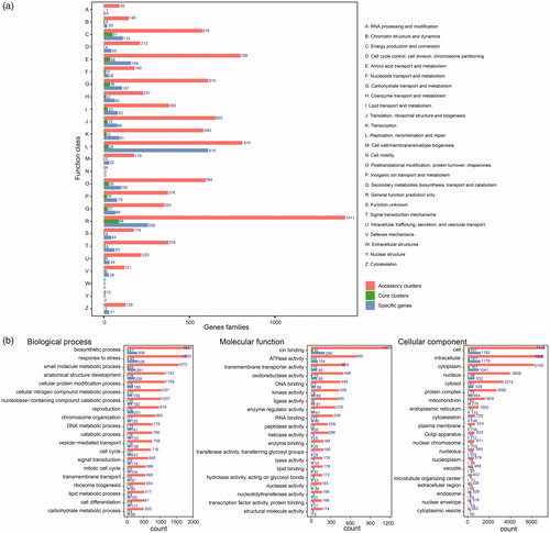 Figure 2. COG and GO annotation of gene families. (a) Distribution of COG annotation of pan-genome that assigned in 25 functional categories; (b) Distribution of GO annotation of pan-genome in biological process, molecular function and cellular component. Accessory clusters (pink), core clusters (green), and specific genes (wathet).