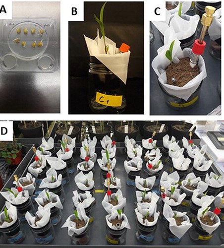 Figure 1. (A) seeds priming; (B) pot-in-jar system; (C) volatiles trapping system application (D) plants growing in the greenhouse.