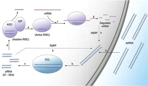 Fig. 1 (Colour online) Overview of the mechanism of RNAi within fungal hyphae. (Colour) Upon encountering double stranded RNA (dsRNA), the molecules are transported into the cytoplasm through an undefined mechanism (a). Once in the cytoplasm, the molecules are recognized by DICER-LIKE (DCL) (b), which cleaves the molecules into small interfering RNA (siRNA) 21–25 nucleotides in length (c). The siRNA molecules then complex with ARGONAUTE (AGO) (d), which nicks the siRNA and recruits QUELLING DEFICIENT-2-INTERACTING PROTEIN (QIP) to degrade the passenger strand (e). With the removal of the passenger strand, RNA induced silencing complex (RISC) becomes activated to seek messenger RNA (mRNA) transcripts with complementary sequences (f) for degradation (g). The degraded mRNA and the siRNA can function as primers in secondary dsRNA synthesis using RNA-dependent RNA Polymerase (RdRP) (h) to further amplify gene silencing.