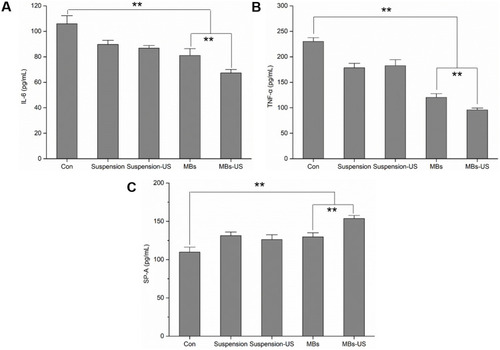 Figure 5 Effects of sinalpultide preparations on (A) IL-6, (B) TNF-α, and (C) SP-A production in BAL fluid. BAL fluid was collected at 24 hours after LPS challenge for the analysis of inflammatory cytokines and pulmonary surfactant. The values presented are mean ± SD (n=6) of three independent experiments. LPS-induced ALI mice with normal saline administration was used as a control. The US condition was set as 0.8 MHz frequency and exposure for 5 minutes, and significant differences compared with the comparison group were designated as **p < 0.01.