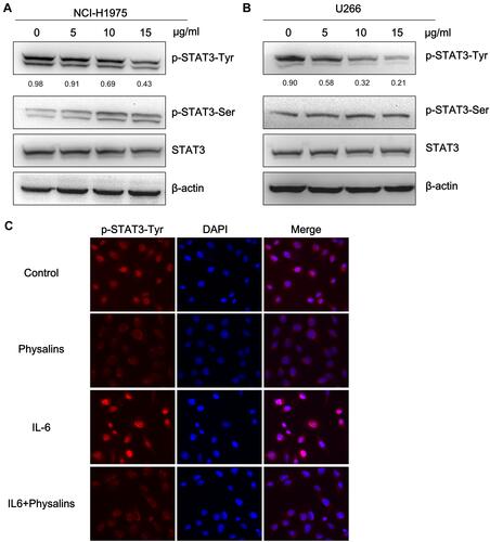 Figure 3 Physalis alkekengi var. franchetii extracts suppressed constitutive STAT3 activity, and IL-6-induced STAT3 Tyr705 phosphorylation in NCI-H1975 and U266 cells. (A) NCI-H1975 cells were treated for 4 h with physalins (0, 5, 10, 15 μg/mL). The levels of p-STAT3-Tyr, p-STAT3-Ser, STAT3 and β-actin were detected by Western blot analysis. (B) U266 cells were treated for 4 h with physalins in a dose-dependent manner. The cell lysates were subjected to a Western blot analysis using antibodies specific for p-STAT3-Tyr, p-STAT3-Ser, STAT3 and β-actin. The semiquantification of the protein levels was performed with Image J software. The relative gray values of p-STAT3-Tyr are shown below. (C) Physalins suppressed p-STAT3 nuclear translocation. H1975 cells were treated with 15 μg/mL of physalins for 6 h with or without 25 ng/mL IL-6. Immunofluorescence analysis was performed with an anti-p-STAT3-Tyr primary antibody followed by an anti-rabbit IgG Fab2 Alexa Fluor 555 antibody. Coverslipped slides were covered with anti-fade reagents with DAPI. The merged images show the overlay of red Alexa Fluor 555 and blue DAPI fluorescence.