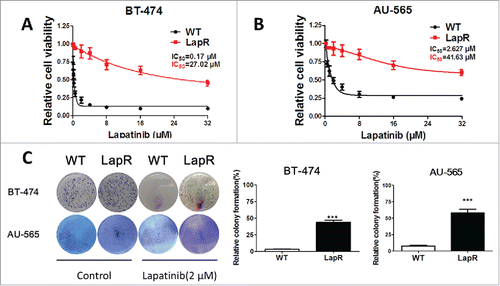 Figure 1. Establishing lapatinib-resistant cell lines. To establish stable lapatinib-resistant cell lines, we treated HER2-positive breast cancer cells BT-474 and AU-565 with lapatinib (2 μM) for 12 months. Then, the lapatinib-resistant cells were cultured in a medium containing 10% fetal bovine serum. (A) An MTT assay was used to analyze the sensitivity of BT-474WT and BT-474LapR cells treated with various concentrations of lapatinib (0–32 μM) for 3 d. (B) An MTT assay was used to analyze the sensitivity of AU-565wt and AU-565LapR cells to various concentrations of lapatinib (0-32 μM) for 3 d. (C) A colony formation assay was used to demonstrate the sensitivity of both BT-474 and AU-565 wild-type and resistant cells to lapatinib. The cells were treated with lapatinib (2 μM) every 3 days, and detection was performed 2 weeks after lapatinib treatment. ***p < 0.001.