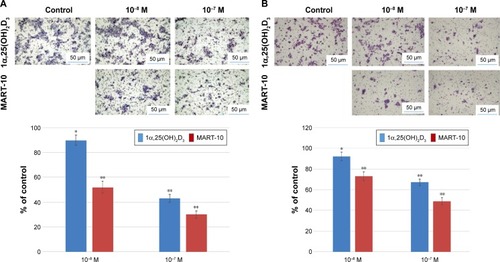 Figure 2 The effects of 1α,25(OH)2D3 and MART-10 on the migration and invasion of SCC-25 cells.