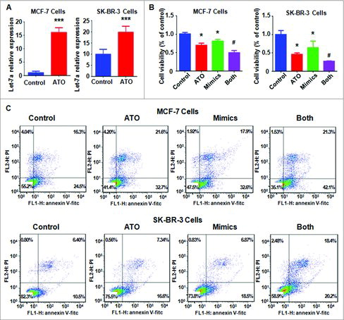 Figure 3. Effect of let-7a mimics on cell growth and apoptosis. (A) The expression of let-7a was measured by real-time RT-PCR in MCF-7 and SK-BR-3 cells after 8 μM ATO treatment for 72 hours. ***P<0.001, compared with control. (B) MTT assay was conducted in breast cancer cells after ATO treatment or let-7a mimics or the combination. *P<0.05, compared with control; #P<0.05, compared with ATO alone or let-7a mimics alone. ATO: 8 μM ATO; Mimics: let-7a mimics: Both: 8 μM ATO plus let-7a mimics. (C) Cell apoptosis was detected by Annexin V-FITC/PI method in MCF-7 and SK-BR-3 cells after ATO treatment or let-7a mimics or the combination. ATO: 8 μM ATO; Mimics: let-7a mimics: Both: 8 μM ATO plus let-7a mimics.