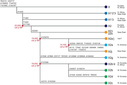Figure 1. Phylogenetic relationships of the X haplogroups mentioned in the text. Tree structure and diagnostic mutations from PhyloTree (van Oven and Kayser 2009). Dates (in cal yr BP) for the coalescence of haplogroup X2 and subclades are maximum likelihood estimates using the complete mitochondrial genome (Fagundes et al. 2012). Geographic distribution of clades from Fagundes et al. (2012) and Reidla et al. (2003). Note the considerable independent evolution that has occurred on the X2g, X2a, and X2j lineages. X2g’s mutational motif and phylogenetic position is noted to be “preliminary” and “likely to be further refined as additional sequences become available” on PhyloTree.