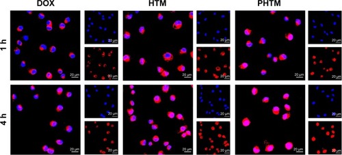 Figure 5 CLSM images of MDA-MB-231 cells after 1 h and 4 h of incubation with free DOX, HTM, and PHTM.Abbreviations: CLSM, confocal laser scanning microscopy; DOX, doxorubicin; h, hours; HA, hyaluronic acid; HTM, HA-PHis/TPGS2k mixed micelles; pep-TPGS2k, Her2 peptide-modified TPGS2k; PHis, poly(L-histidine); PHTM, HA-PHis/pep-TPGS2k mixed micelles; TPGS2k, d-α-tocopheryl polyethylene glycol 2000.