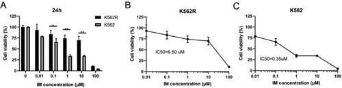 Figure 1. The inhibitory effect of IM in K562 and K562R cells. Imatinib mesylate (IM)-sensitive K562 and IM-resistant K562 cells (K562R) were treated with IM for DMSO as control for 24 h. Cell viability was determined by CCK-8 assays. (A) Statistical analysis of cell viability from K562 and K562R cells, respectively. * p < 0.05; **** p < 0.0001. (B–C) IM decreases the viability of K562 and K562R cells over concentration. 50% inhibition of cell viability (IC50) values was calculated with GraphPad software. Data are presented as mean ± SD of three independent experiments (n = 3) in triplicates.