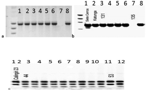 Figure 2. PCR analysis of Iranian bread-wheat landraces indicating the Wx-D1b and Wx-B1b (null mutations) (a) 1: Pavon (Wx-D1a); 2, Chinese Spring (Wx-D1a); 3, CWI 73213 (Wx-D1a); 4, CWI 7314 (Wx-D1a); 5, CWI 73215 (Wx-D1a); 6, CWI 73216 (Wx-D1a); 7, CWI 67665 (Wx-D1b); 8, CWI 67674 (Wx-D1a); (b) 1, Chinese Spring (Wx-B1a); 2, Katunga (Wx-B1a); 3, CWI 71829 (Wx-B1a); 4, CWI 71830 (Wx-B1a); 5, CWI 57655(Wx-B1a); 6, CWI57662 (Wx-B1a); 7, CWI 57684 (Wx-B1b); 8, CWI 57692 (Wx-B1a); (c) 1, Calingiri 23 (Wx-B1b); 2, CWI 73213 (Wx-B1a); 3, CWI 7314 (Wx-B1a); 4, CWI 73215 (Wx-B1a); 5, CWI 73215 (Wx-B1a); 6, CWI 67665 (Wx-B1a); 7, CWI67674 (Wx-B1a); 8, CWI 67701 (Wx-B1a); 9, CWI 67703 (Wx-B1a); 10, CWI 67708 (Wx-B1a); 11, CWI 67747 (Wx-B1b); 12, CWI 67749 (Wx-B1a).