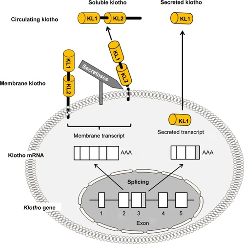 Figure 1 Schematic diagram of membrane klotho and secreted klotho.