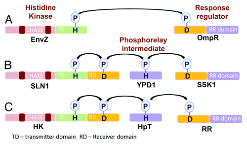 Figure 1. Types of phosphorelay signaling in two-component systems. (A) The E. coli EnvZ-OmpR two component system includes a simple histidine kinase and a response regulator. Transfer of the phosphoryl group occurs from the conserved histidine at the transmitter domain of the HK to the conserved aspartate at the receiver domain of the response regulator. (B) The Yeast SLN1-YPD1-SSK1 two component system employs a hybrid histidine kinase which contains an additional receiver domain, a histidine containing phosphotransfer protein and a response regulator. It involves a multistep his to asp phosphorelay. (C) Plant two component systems have the same architecture as the yeast’s.