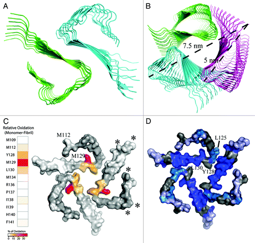 Figure 2. Potential two- and three-filament arrangements of the β-helix of stop mutants of the human prion protein. The filament arrangements were obtained by ClusPro rigid body docking.Citation18 The view is along the fibril axis. (A) Dimeric β-helix. Shown is a representative structure that is consistent with a multimerization interface formed by residues Y128 and L130. (B) Trimeric β-helix. Shown is a representative structure that was obtained by rigid-body docking and is typical for trimeric left-handed β-helices. (C) Differences in oxidation of single side chains between amyloid fibrils and monomers of humPrP(108–143)—as determined from hydroxyl radical probing detected by mass spectrometryCitation7—are mapped onto a surface representation of the trimeric β-helix. Cleavage sites identified by limited proteolysis of PrPSc 19 are marked by stars. (D) Solvent protection levels of backbone amide protons determined by amide proton/deuterium exchange coupled to solution-state NMR spectroscopy.Citation7 Residues are color-coded according to experimental back-exchange ratios: Dark blue (I24h/I0 < 0.8), cyan (I24h/I0 = 0.8–1.0) and light blue (I24h/I0 > 1.0). Residues for which signal intensities could not be analyzed due to signal overlap are shown in gray. The hydrophobic residues L125, Y128 and L130 form the trimer interface.