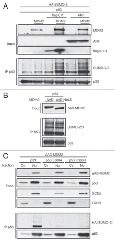 Figure 4 MDM2 strongly sumoylates p53 in complex with ARF and L11 independently of relocalization to the nucleolus. (A) ARF and L11 enhance p53 sumoylation. U2OS cells were transfected with 2.5 µg p53, 0.5 µg HA-SUMO-3, 1 µg MDM2 or empty vector and 2 µg ARF or flag-L11 and lysed according to the SUMO assay protocol. p53 was immunoprecipitated using the DO-1 antibody (IP p53). (B) sumoylation activity of ΔAD MDM2 does not depend on nucleolar relocalization. H1299 cells were transfected with 3 µg p53 and 1 µg ΔAD MDM2 or 1 µg ΔAD NoLS MDM2 (mutant nucleolar localization signal). Lysates were prepared for the in vivo SUMO assay, and p53 was immunoprecipitated using the DO-1 antibody (IP p53). (C) p53 subcellular distribution does not change upon sumoylation. HCT116 p53-/- cells were transfected with 1 µg ΔAD MDM2 and 3 µg wild-type (wt) p53, E388A p53 or K386R p53. Twenty-four hours later, cells were trypsinated and fractionated into cellular and nuclear fractions. Fractions were boiled with 1% SDS and p53 immunoprecipitated (IP p53). Efficient fractionation was confirmed using the histone acetyl transferase GCN5 as nuclear and lactate dehydrogenase LDHB as cytoplasmic marker.