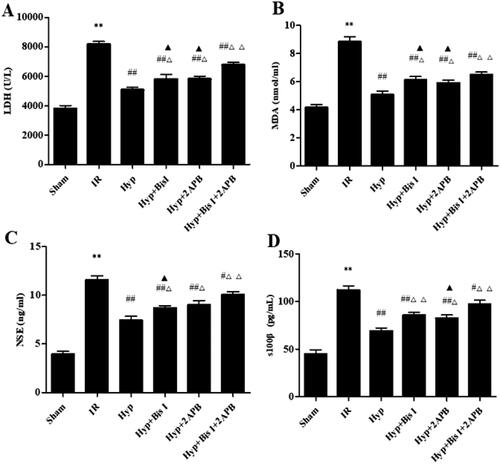 Figure 7. Effect of the IP3/PKC-Hyp axis on brain injury in serum. ELISA assay was used to detect the effects of Hyp on LDH activity (A), MDA content (B), NSE content (C) and S100β content (D) in the different groups (n = 6). **p < 0.01 vs. sham; #p < 0.05, ##p < 0.01 vs. IR; Δp < 0.05, ΔΔp < 0.01 vs. Hyp; ▲p < 0.05 vs. Hyp + BisI + 2APB.