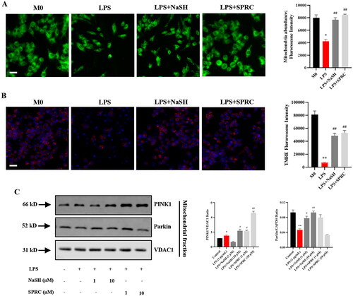 Figure 6. H2S donors regulate the morphology and function of mitochondria in LPS-treated RAW264.7 cells. (A) Fluorogram of mitochondria abundance and membrane potential to show the effect of NaSH and SPRC in LPS-challenged macrophages. (B) Quantitative analysis of mitochondria abundance and membrane potential. (C) Western blot to examine the mitophagy markers PINK1 and Parkin expression in LPS-treated macrophages with or without NaSH and SPRC. Data are represented as Mean ± SD. All experiments were repeated triplicate. *p < 0.05, **p < 0.01, ***p < 0.001 vs. M0; #p < 0.05, ##p < 0.01, ###p < 0.001 vs. LPS.