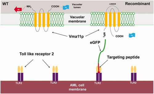 Figure 1. Schematic illustration of novel strategy to express foreign peptide on the vacuolar membrane.