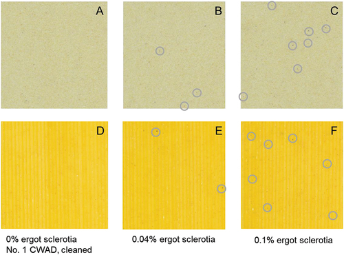 Fig. 6 Occurrence of dark specks (circles) in semolina (top row or a–c) and pasta (bottom row or d–f) due to the presence of varying amounts (% mass/mass) of ergot sclerotia in durum.
