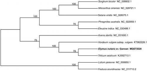 Figure 1. Phylogenetic relationships of 11 species based on complete chloroplast genome using the neighbor-joining (left) methods. The bootstrap values were based in 1000 replicates and are shown next to the branches.