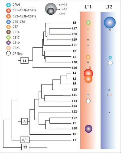 Figure 1. Distribution of LT1 and LT2 expressing strains throughout ETEC linages. The ETEC phylogenetic tree is derived from von Mentzer et al. Citation8. The E. coli pylogroups A, B1, B2 and D/E are indicated and the 5 major ETEC lineages are indicated in bold. LT1 expressing strains are found in lineages L1, L2, L3, L5, L10, L16 and L17 that express CFs CS1-CS3, CS7, CS17 and CS19. LT2 expressing strains are found in L3, L5, L11 and L17 that express CS5+CS6, CFA/I and CS14. The color of the bubbles represents the respective CF profile and the area is proportional to the number of ETEC isolates.