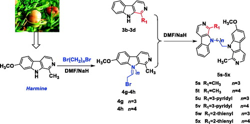 Scheme 3. Synthesis of the N9-heterobivalent β-carbolines 5s-x.