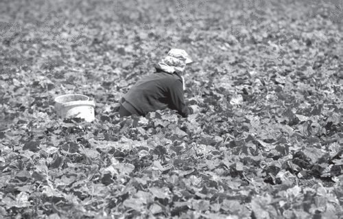 Figure 2: A farmer picks crops on a farm in Gaza. UNDP PAPP/FLICKR