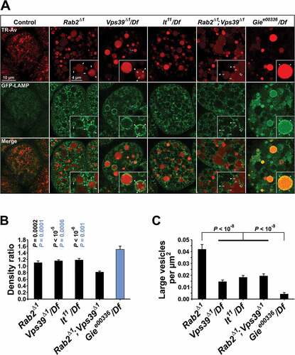 Figure 6. Perturbed biosynthetic delivery of LAMP to LEs in Rab2 and HOPS but not Gie/Arl8 mutant garland cells. (A) Garland cells from L3 larvae of the indicated genotypes expressing GFP-LAMP under direct control of the αTub84B promoter. Single optical sections through the cortical cytoplasm (live imaging). The cells were pulsed with TR-avidin (3 min), then chased for 2 h. Insets depict GFP-LAMP signal accumulating in tracer-negative vesicular structures (white arrows) and perivacuolar rings (white closed and open arrowheads) around tracer-positive vacuoles in Rab2Δ1, HOPS mutants and Rab2Δ1; Vps39Δ1 double mutants, or in the lumen (blue arrowheads) of tracer-positive and tracer-negative vacuoles in Giee00336 hemizygotes. Blue arrow indicates a vacuole with some degree of lumenal GFP accumulation in a Vps39Δ1/Df cell. (B and C) Quantification of data in (A). (B) Density of the GFP-LAMP signal inside tracer-filled vacuoles relative to the density in a 0.2 µm wide external band surrounding the vacuoles. (C) Density of high-intensity GFP-LAMP vesicles larger than 0.1 µm2 (equivalent to a diameter of ~ 360 nm) and located within a 2-µm band surrounding the tracer-filled vacuoles. In (B and C), the following numbers of garland cell clusters were analyzed: 10 Rab2Δ1, 16 Vps39Δ1/Df, 19 lt22/Df, 10 Rab2Δ1; Vps39Δ1, and 11 Giee00336/Df. (B) P values in black and blue represent comparisons to Rab2Δ1; Vps39Δ1 and Giee00336/Df, respectively. (C) Thick horizontal lines indicate pooling of genotypes before statistical testing. ANOVA followed by Tukey HSD test (B) and Scheffé contrasts (C)