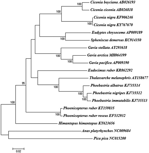 Figure 1. Phylogeny of Gavia arctica and other related species based on complete mitochondrial (mt) genome sequences. The complete mt genomes were downloaded from GenBank and the phylogenetic tree is constructed by a neighbour-joining method with 1000 bootstrap replicates containing the available full mt genomes. Anas platyrhynchos and Pica pica were used as outgroups for tree rooting. The percentage of replicate trees in which the associated taxa clustered together in the bootstrap test (1000 replicates) are shown next to the branches. GenBank accession numbers of each mt genome sequence are given in the bracket after the species name. The phylogenetic analysis was performed using MEGA7 to construct a neighbor-joining tree with 1000 bootstrap replicates (Saito and Nei Citation1987).