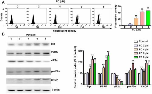 Figure 3 PD induces ER stress in HCC cells. SK-Hep-1 cells were treated with indicated concentrations of PD for 24 h. (A) The ER were stained with ER-ID red assay kit and further analyzed with flow cytometer to evaluate the expansion of ER. (B) The total lysates were subjected to Western blot to evaluate the expression of ER stress-related proteins. β-Actin was used as an internal loading control. **p < 0.01, versus control. Data are presented as the mean ± SE of at least three independent experiments.