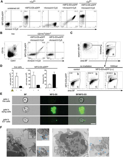 Figure 1. MFG-E8-eGFP stains apoptotic and EV+ cells in vitro and in vivo. (A) Staurosporine-treated (1 µg/ml, 2 h) apoptotic Jurkat cells were stained either with Annexin V-Cy5 or MFG-E8-eGFP or both reagents together in Ca2+-containing or Ca2+-free buffer as indicated. (B) To determine the degree of MFG-E8-eGFP binding by integrins via its RGD-motif by CD51 expressing cells, freshly isolated splenocytes were stained with MFG-E8-eGFP, AnnexinV, CD11b and CD51. Left dot plot shows gating of CD11b+CD51+ cells, middle plot shows MFG-E8-eGFP and Annexin V staining of CD11b+CD51+ cells, right plot shows unstained control. (C-D) To test MFG-E8-eGFP in vivo non-irradiated (n = 3) and irradiated mice (1000 rad, n = 3) were injected with 100 µg MFG-E8-eGFP i.v. 24 h after the irradiation. 30 min after the MFG-E8 injection mice were sacrificed and bone marrow (BM) cells were stained with LIVE/DEADTM violet followed by imaging flow cytometry on an ImagestreamX Mark II. Left bar graph shows total numbers of BM cells, middle bar and right bar graphs display the total numbers and frequencies of MFGE-E8+ cells with and without irradiation, respectively. Averages ± SD are shown. (E) BF and MFG-E8 images of live, MFG-E8− (top), MFG-E8+ apoptotic (middle) and MFG-E8+EV+ (bottom) are shown. Scale bar: 7 µm. (F) MFG-E8+ splenocytes were FACS-sorted (sorting strategy see Supplemental Figure 2) and imaged by TEM. Two representative images of cells with attached extracellular vesicles (indicated by blue arrows) are shown. Scale bars: 500 nm.