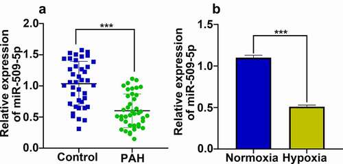 Figure 2. Expression characteristics of miR-509-5p in serum samples of PAH patients and PASMCs under hypoxia. (a) Expression of miR-509-5p in serum of PAH patients and healthy subjects was detected by qPCR. (b) Expression of miR-509-5p in PASMC under normoxia and hypoxia was detected by qPCR. *** denotes p < 0.001.