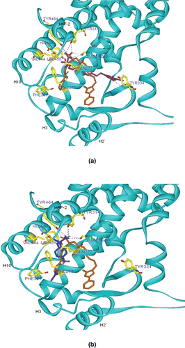 Figure 3.  (A) Proposed binding pose of 30b (purple) superimposed on the co-crystal structure of GW409544 (golden) inside PPARα ligand-binding domain. Blue dotted line represents hydrogen bonding. Hydrogen atoms are not shown for clarity. The protein backbone is shown as cyan ribbon. Important residues are shown in yellow. (B) Proposed binding pose of fenofibric acid (blue) superimposed on the co-crystal structure of GW409544 (golden) inside PPARα ligand-binding domain. Blue dotted line represents hydrogen bonding. Hydrogen atoms are not shown for clarity. The protein backbone is shown as cyan ribbon. Important residues are shown in yellow.