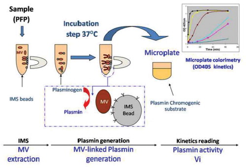 Figure 1. Schematic sketch of the immunomagnetic separation-based microvesicle-dependent plasmin generation assay.A. Microvesicles (MVs) were extracted from platelet-free plasma (PFP) using magnetic beads coated with specific antibodies. B. Plasminogen was added, and its cleavage to plasmin was activated by urokinase present on the MV surface during incubation at 37°C. C. The generated plasmin was quantified by colorimetry using a specific chromogenic substrate (CBS0065, Stago), and the optical density (OD) at 405 nm was measured. IMS = immunomagnetic separation.