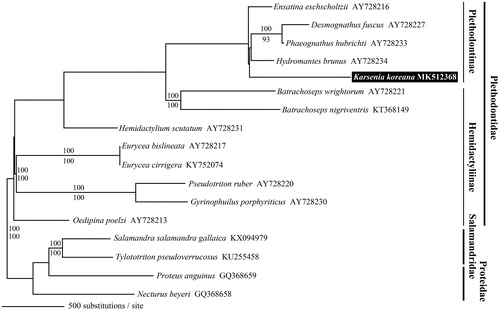 Figure 1. Maximum likelihood tree based on the complete mitochondrial genomes of Karsenia koreana and 12 other plethodontid salamanders. We used two species from each of Salamandridae and Proteidae as outgroup taxa. The accession number of each mitogenome is presented after the scientific name of the species. On each branch, the Bayesian posterior probability (above) and bootstrap value (below) are presented.