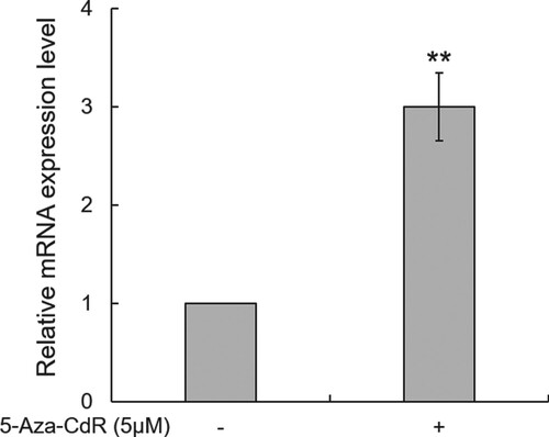 Figure 4. 5-Aza-CdR increases the mRNA expression of bDmc1 in bovine mammary epithelial cells. The mRNA expression levels of bDmc1 was detected in treated (+) cells and not in untreated (−) cells using real-time PCR. ** p < .01.
