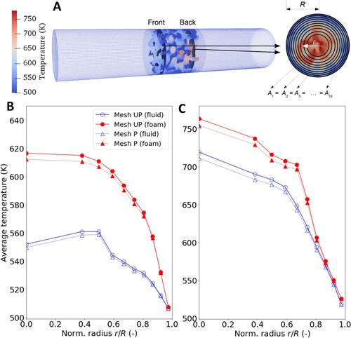 Figure 11. Radial averaging of temperature. (A) Illustration of the temperature analysis method. Two slides are located 3 mm downstream of the beginning (front) and 3 mm upstream of the end of the OCF (back). 10 annuli with equal areas were used to perform a radial averaging of the temperatures. (B) Radial temperature distribution in the front slice for the two different meshes. (C) Radial temperature distribution in the back slice for the two different meshes (evaluation method similar to Sinn et al., Citation2020).