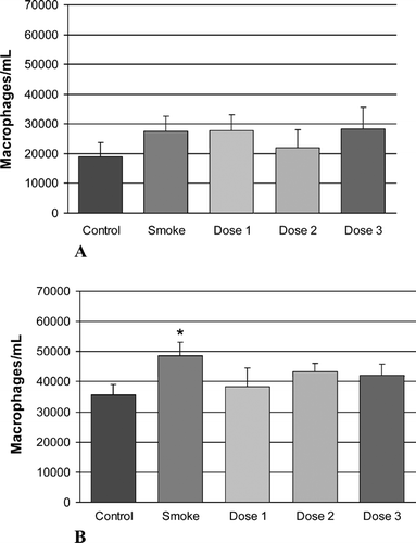 Figure 2. The effects of cigarette smoke and inhaled rAAT on lavage macrophages. Time points are (A) 1 week and (B) 6 months. The groups included control animals, age-matched, cigarette smoke-treated animals (Smoke) and three groups of animals that received both smoke exposure and inhaled rAAT at three dose levels, see “Materials and Methods.” There was a significant increase (marked with one asterisk) in lavage macrophages in the smoking group at the 6-month time point when compared with control animals. At 6 months, there was a reduction in lavage macrophages in all three dose groups when compared with smoke-treated animals, but this did not reach statistical significance.