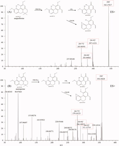 Figure 3. Typical mass spectrum and proposed fragmentation pathways of aporphine alkaloids: magnoflorine (A) and menisperine (B).