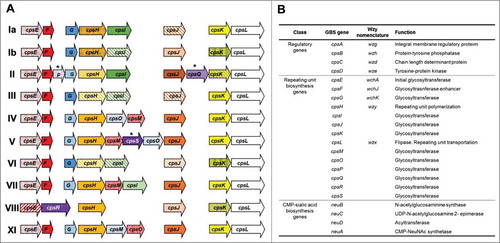 Figure 1. Genetic organization of the cps locus in Streptococcus agalactiae. (A) Comparative cps gene organization in nine serotypes: Ia (AB028896.2), Ib (AAJS01000021.1), II (ALQD01000015.1), III (AF163833.1), IV (AF355776.1), V (AF349539.1), VI (AF337958.1), VII (LT671990.1), VIII (ALST01000010.1), and IX (LT671992.1). Gene designations are indicated on each arrow. Similarity between the genes is indicated by the same or similar colors. Gene names are the same as those used in a previous study,Citation45 except for cpsP, cpsS, and cpsQ. (B) Predicted CPS functions based on the results of previous studies and sequence comparisons.