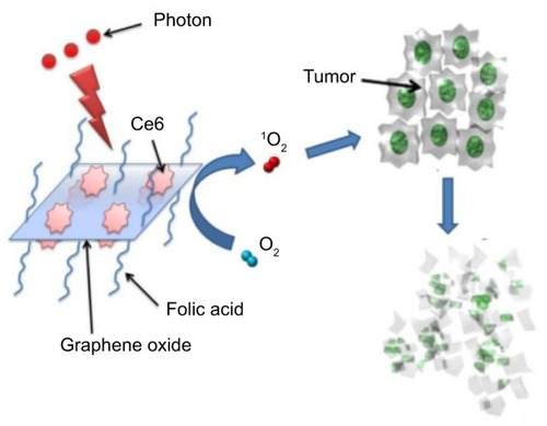 Figure 4 Photosensitizer molecules of Ce6 loaded by folic acid–conjugated graphene oxide.Note: Reproduced with permission from Ivyspring International Publisher. Huang P, Xu C, Lin J, et al. Folic acid-conjugated graphene oxide loaded with photosensitizers for targeting photodynamic therapy. Theranostics. 2011;1:240–250.Citation29Abbreviation: Ce6, photosensitizer molecule Ce6.