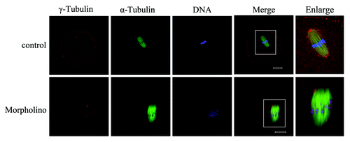 Figure 5. Knockdown of Nek9 causes dissociation of γ-tubulin from spindle poles. Oocytes injected with Nek9 MO or control MO were cultured in fresh M2 medium for 8 h, followed by double-staining of α-tubulin (green), γ-tubulin (red) and DNA (blue). In the control MO-injected group, γ-tubulin was associated with the spindle poles at the metaphase I stage, whereas in the Nek9 MO-injected group, γ-tubulin dissociated from abnormal spindle poles and dispersed into the cytoplasm. α-tubulin, green; γ-tubulin, red; DNA, blue. Bar = 20 μm.