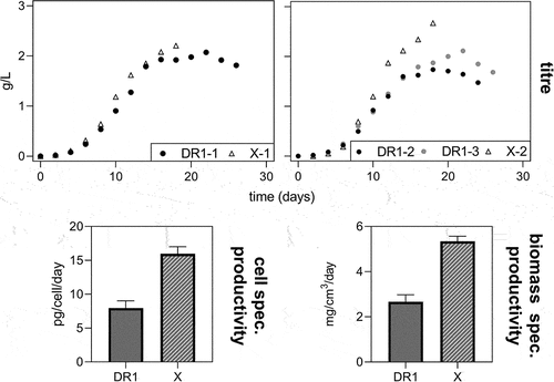 Figure 3. Product titer over the time of fed-batch cultures for death resistant cell line 1 (DR1, filled circles) and control cell line (X, empty triangles) in batch 1 and 2 are displayed on the left and right side, respectively. The cell specific productivity (qp) and biomass specific productivity (qp,biomass) averaged for X and DR1 cultures is displayed at the bottom left and right, respectively. The bar height represents the mean and error bars indicate 1 standard deviation.