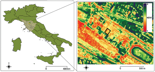 Figure 1. Geographical position of the study area (Cascine, Florence, Italy) (left) and S-2 NDVI MSI image of August 2021 showing in black the boundary of the study olive grove (right).