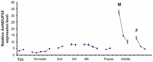 Figure 2 AetNDUFS8 mRNA expression levels in eggs, larvae, pupae, and adults quantified by qPCR, with SD for three replicates.