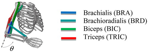 Figure 2. Muscles involved in the flexion of the elbow.
