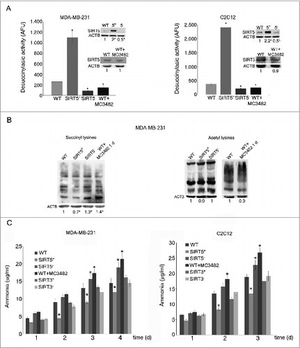 Figure 1. SIRT5 controls lysine succinylation and ammonia production. (A) MDA-MB-231 and C2C12 cells were transfected to obtain clones overexpressing (SIRT5+) and silenced (SIRT5-) for SIRT5. In addition, WT cells were treated for 24 h with the SIRT5 inhibitor MC3482 as described under Materials and Methods. Overexpression and silencing of SIRT5 was confirmed by western blot as shown in the upper inserts. Moreover, SIRT5 expression in the presence of the inhibitor MC3482 was also studied by western blot as shown in the lower inserts. Densitometric analysis of the gels was performed as described under Materials and Methods. Desuccinylasic activity of SIRT5 in WT, SIRT5 clones and WT cells treated with MC3482 was measured in mitochondrial extracts as described under Materials and Methods. Data are representative of at least 3 separate experiments. ACTB was used as loading control. *Significantly different from WT cells. Significance was set at P < 0.05. (B) Whole cellular extracts were obtained from MDA-MB-231 WT cells in the presence or absence of SIRT5 inhibitor MC3482 as well as from SIRT5+ and SIRT5- clones. Lysates were then subjected to SDS-PAGE and succinylation (left side) and acetylation (right side) levels of lysines measured by western blot by using a monoclonal anti-succinyl lysine and an anti-acetyl lysine antibody as described under Materials and Methods. Densitometric analysis of the gels was performed as described under Materials and Methods. Data are representative of at least 3 separate experiments. ACTB was used as loading control. *Significantly different from WT cells. Significance was set at P < 0.05. (C) MDA-MB-231 and C2C12 WT cells in the presence or absence of MC3482, as well as SIRT5+ and SIRT5- clones were kept in culture for the times indicated. Similarly, MDA-MB-231 and C2C12 cells overexpressing (SIRT3+) and silenced (SIRT3-) for SIRT3 were used. Ammonia levels were measured in the culture medium every other day as reported under Materials and Methods. Ammonia production in the absence of cells (1.6± 0.3 μg/ml and 0.4± 0.1 μg/ml in the presence and absence of glutamine respectively) was subtracted from each experiment. Data are representative of at least 3 separate experiments. *Significantly different from WT cells. Significance was set at P < 0.05.