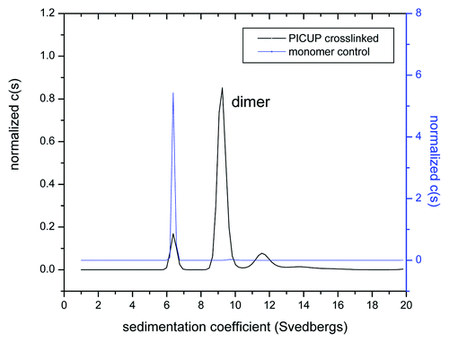 Figure 5. Purity and molecular mass of the cross-linked dimer verified by sedimentation velocity experiments.