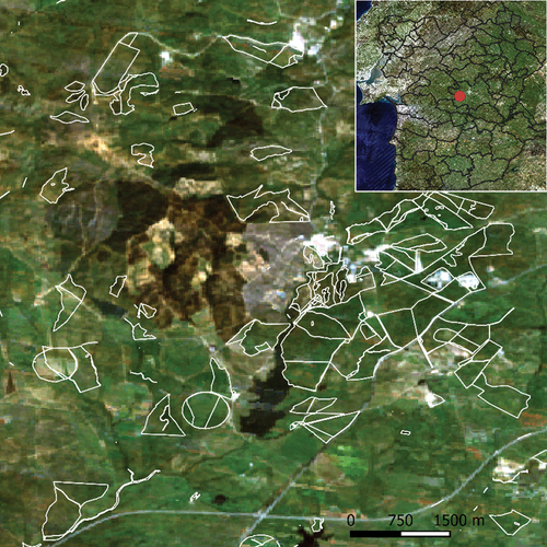 Figure 5. Example of the identified sown biodiverse pastures (SBP) areas at plot level. The base map in the figure is the composite Landsat 7 image (only RGB bands were plotted) used to train the models.