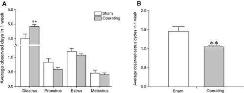 Figure 2 Effects of a bilateral partial ovariectomy on the estrous cycle in female rats. (A) Average observed days of four estrous cycle phases in one week after surgery. (B) Average observed estrus cycles in one week after surgery. **P<0.01, compared with sham group. N=18 in the sham group, N=72 in the model group.