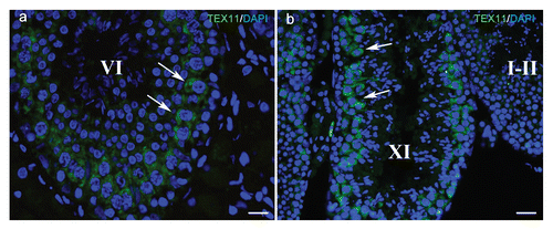 Figure 5 The cell-type specific expression of TEX11 in the porcine testis. TEX11 is highly expressed in spermatocytes in mature (>12 months of age) porcine testis (a). The expression pattern is very similar to that of the mouse TEX11 in mature mouse testis (b). Spermatocytes are labelled with white arrows. Stages of spermatogenesis are indicated with Roman numerals. Scale bar: 10 µm.